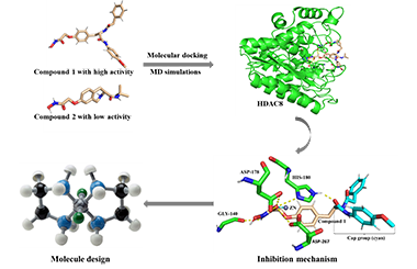 Studies on the Molecular Mechanism between HDAC8 and Inhibitory in Different Bioactivities by Molecular Docking and MD Simulations 2011-3126